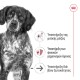 Royal Canin Medium Ageing 10+ 3kg
