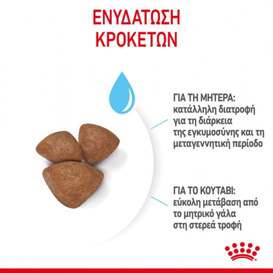 Royal Canin Mini Starter 1kg